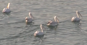 pelican8